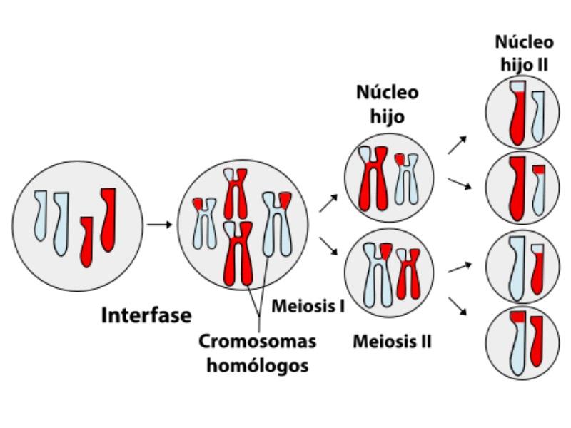 ¿Cuál es la Importancia de la MEIOSIS? - Definición y Funciones