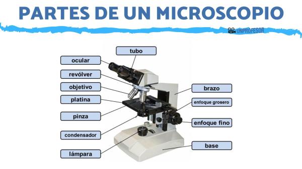 Partes del microscopio electrónico - Cuáles son las partes del microscopio electrónico
