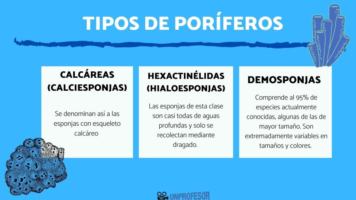 Tipos de poríferos