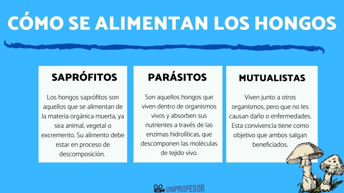 Cómo se alimentan los hongos