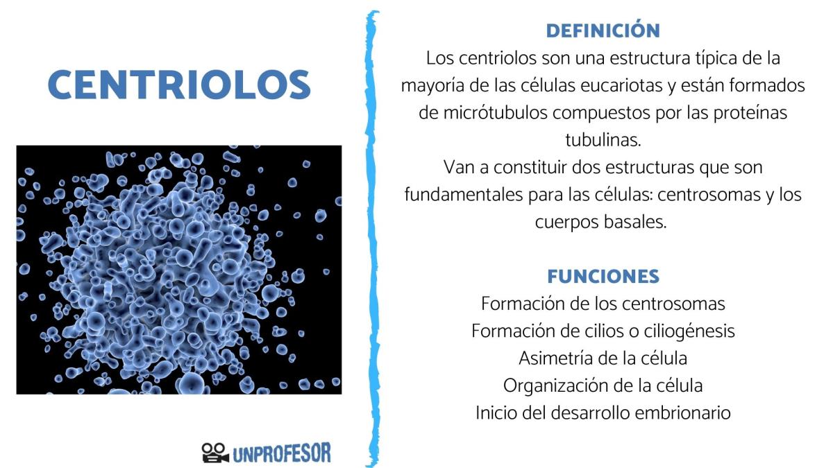 Centriolos: funciones, características y estructura