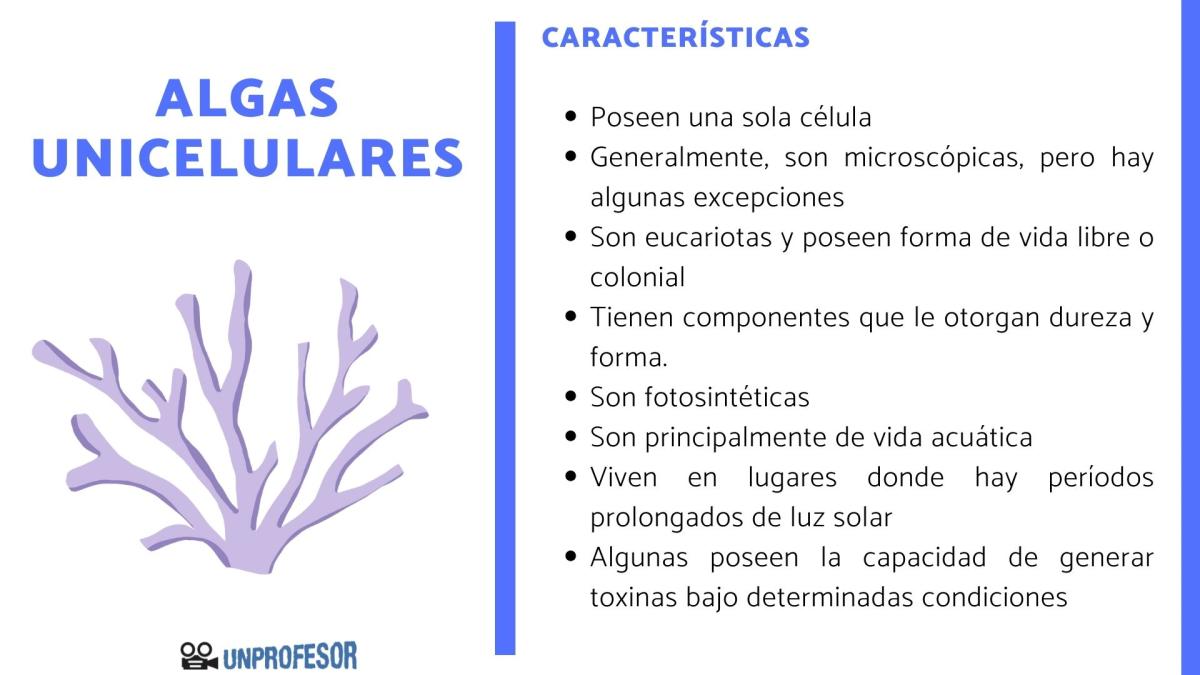 Características de las algas unicelulares - ejemplos