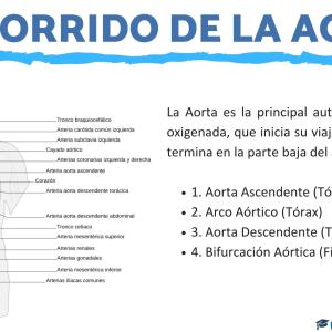 Cuál es el recorrido de la arteria aorta