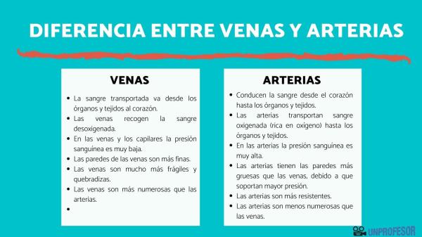 Cuál es el recorrido de la arteria aorta - ¿Cuál es la diferencia entre la aorta y la arteria? 