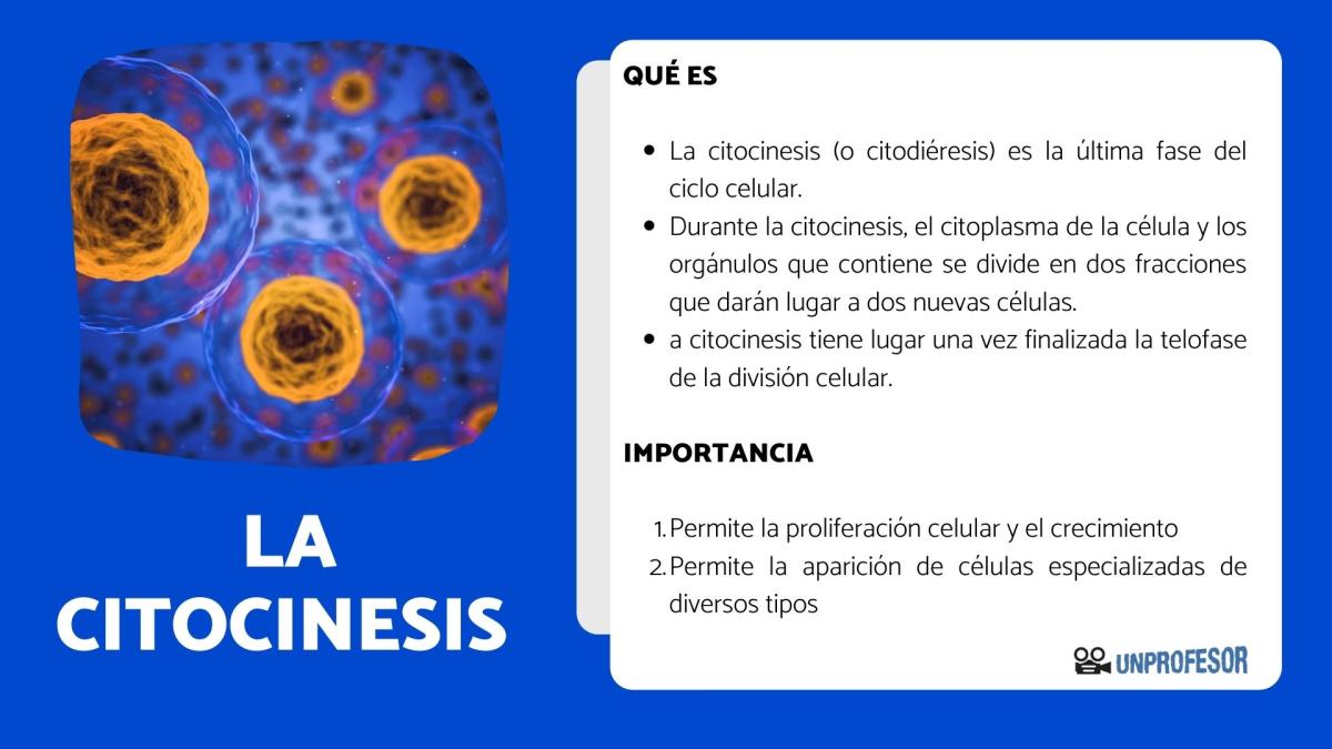 Qué es la citocinesis y cuál es su importancia