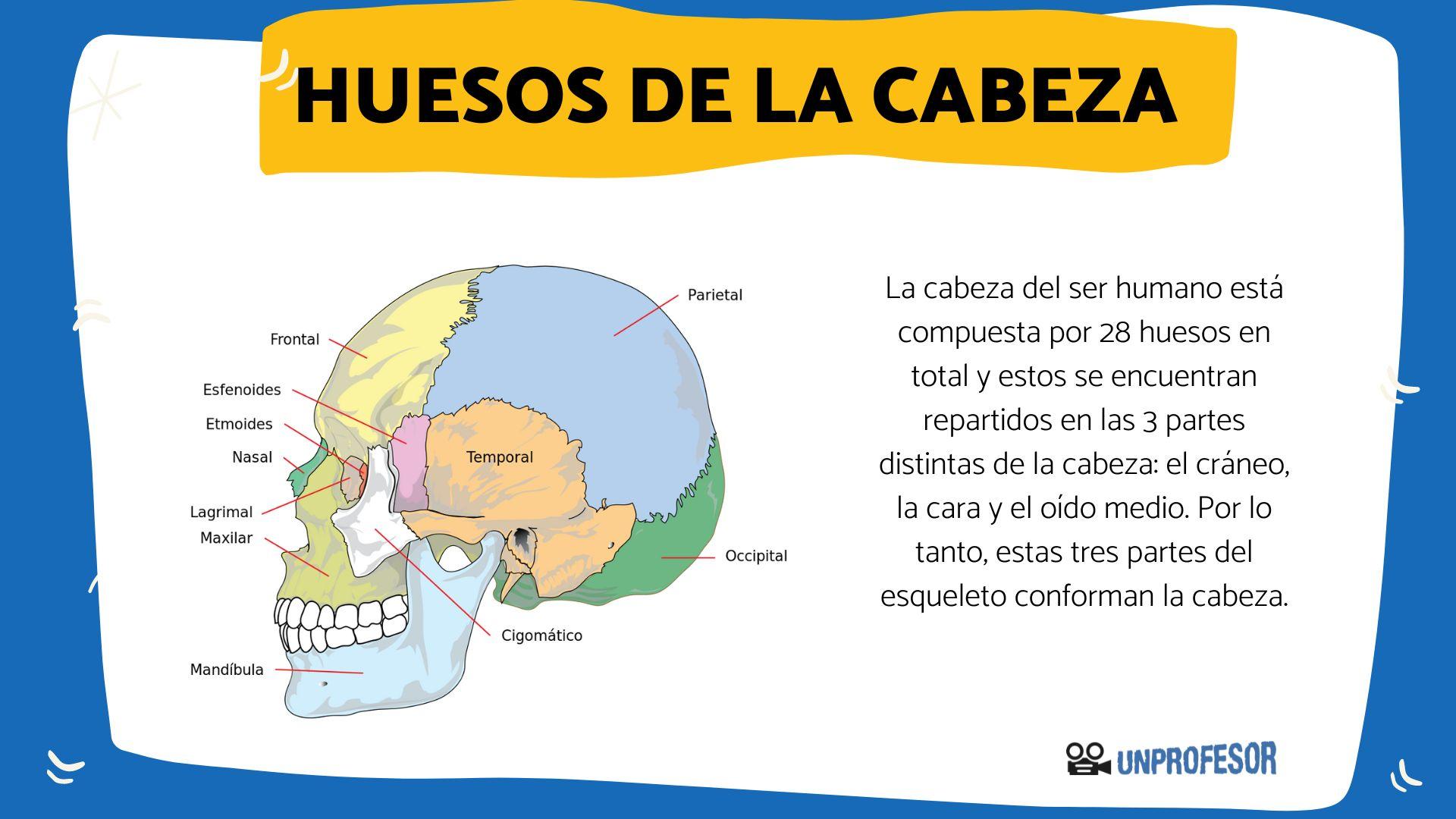 Nombres de los HUESOS de la