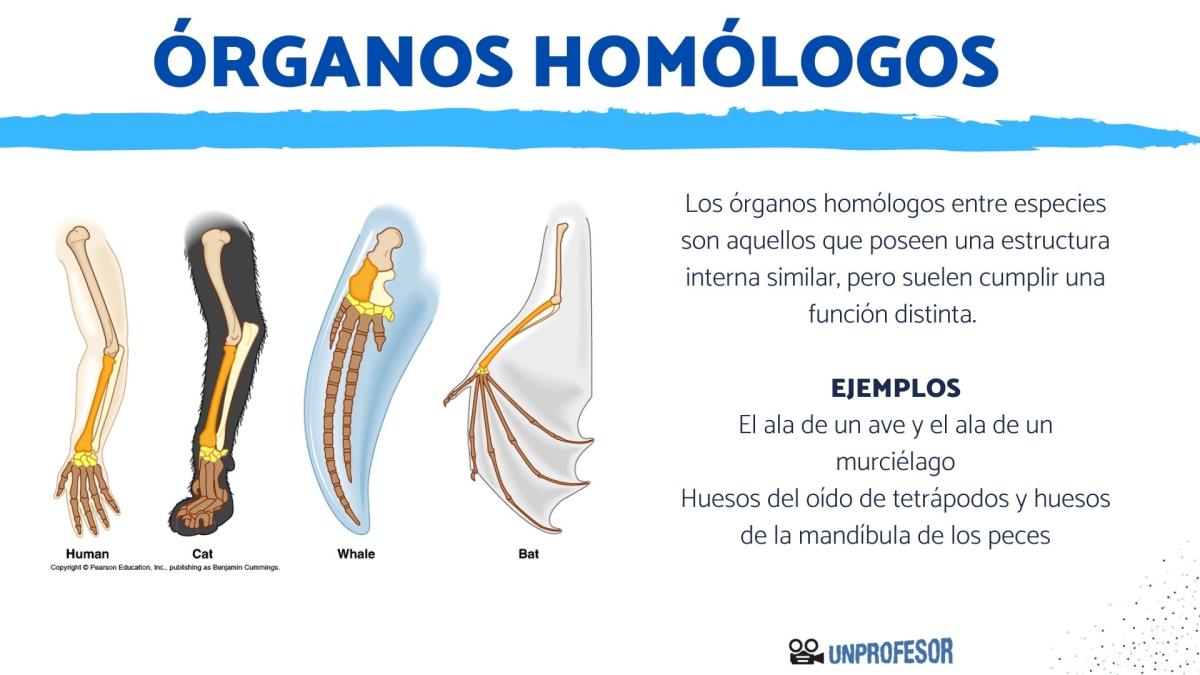 Qué son los órganos homólogos - Características y ejemplos