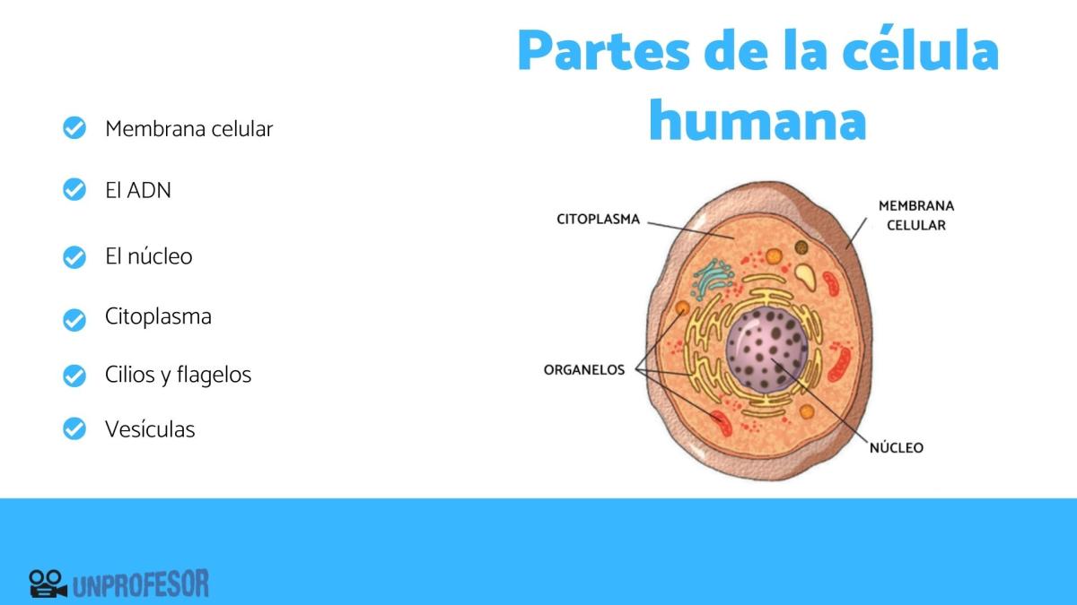 Partes de la célula humana