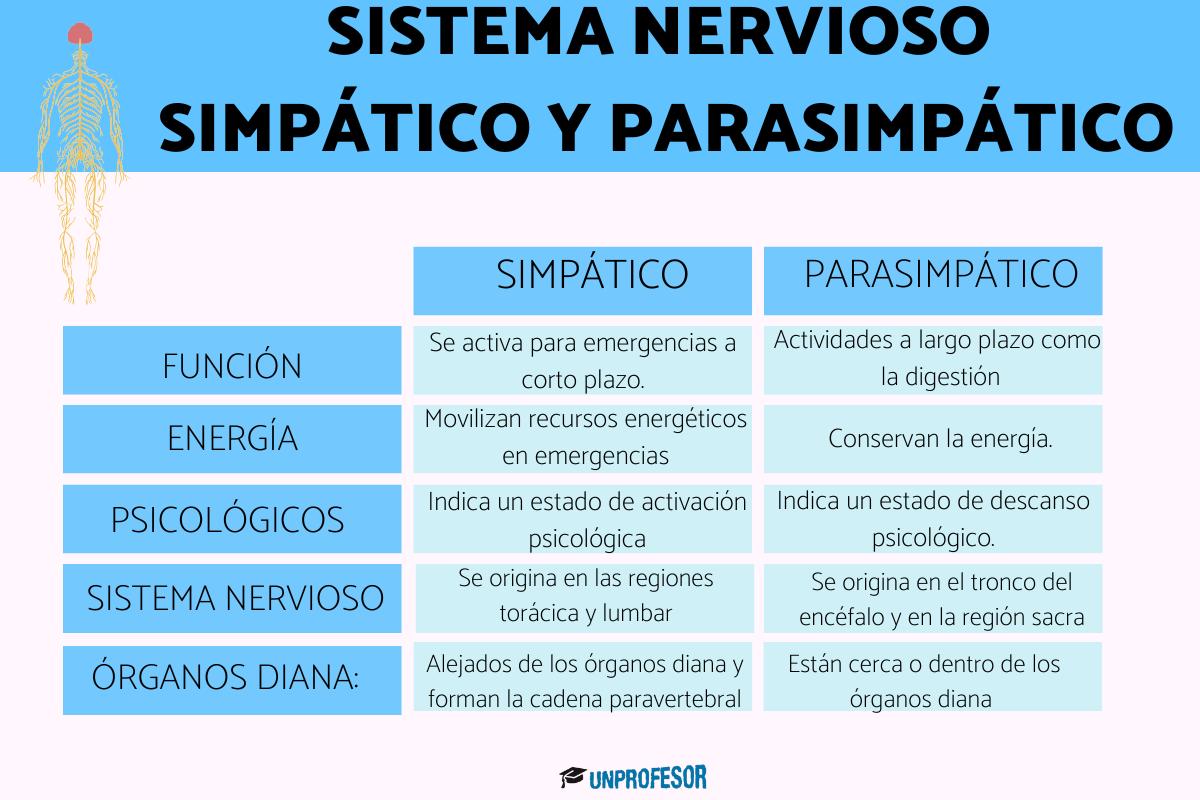 Sistema nervioso simpático y parasimpático: diferencias