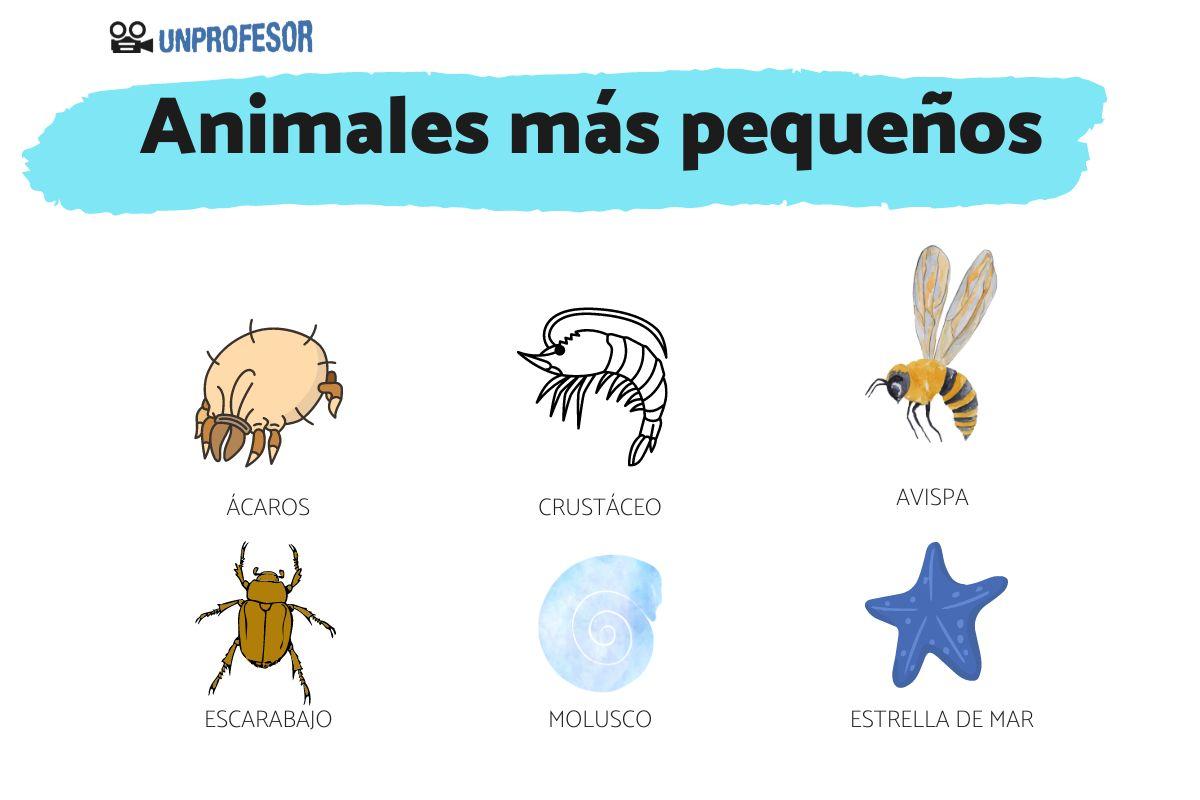Los 10 Animales más Pequeños del Mundo