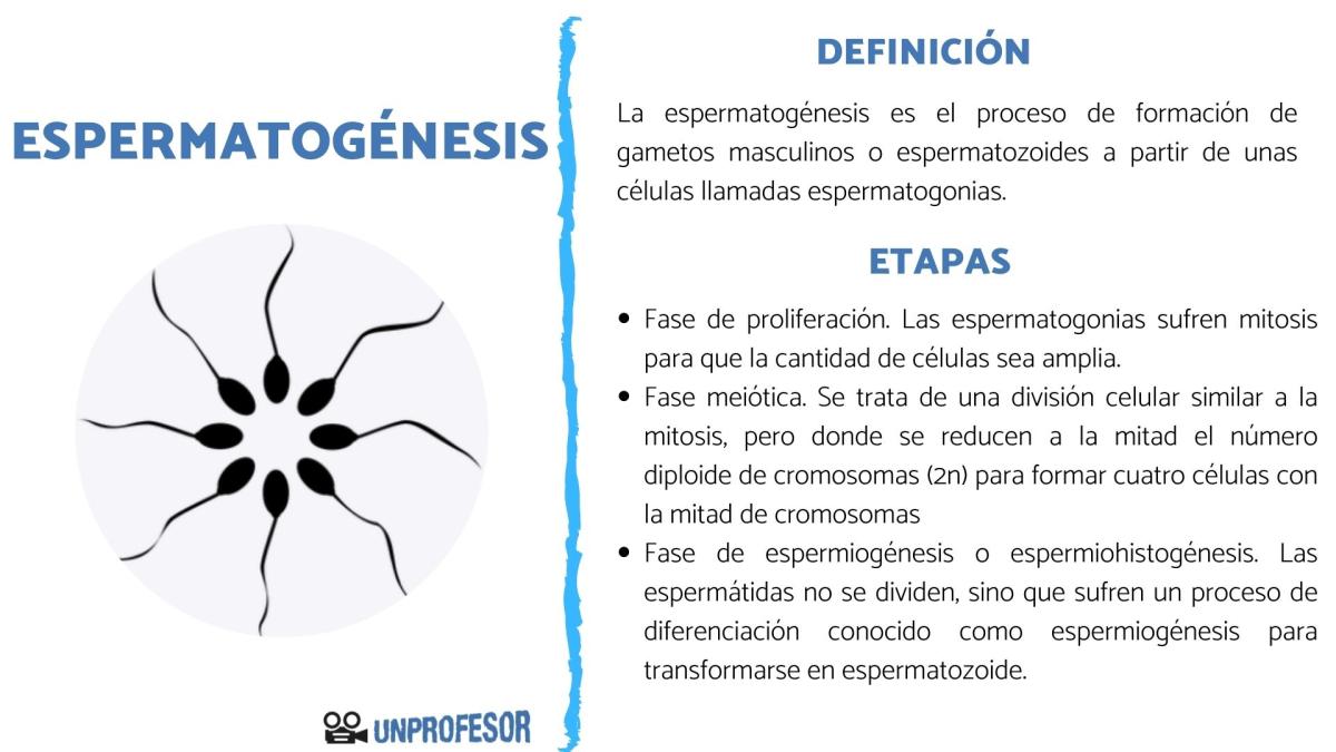 Qué es la espermatogénesis y sus etapas