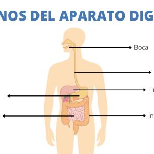 Esquema, Aparatos y sistemas del cuerpo humano