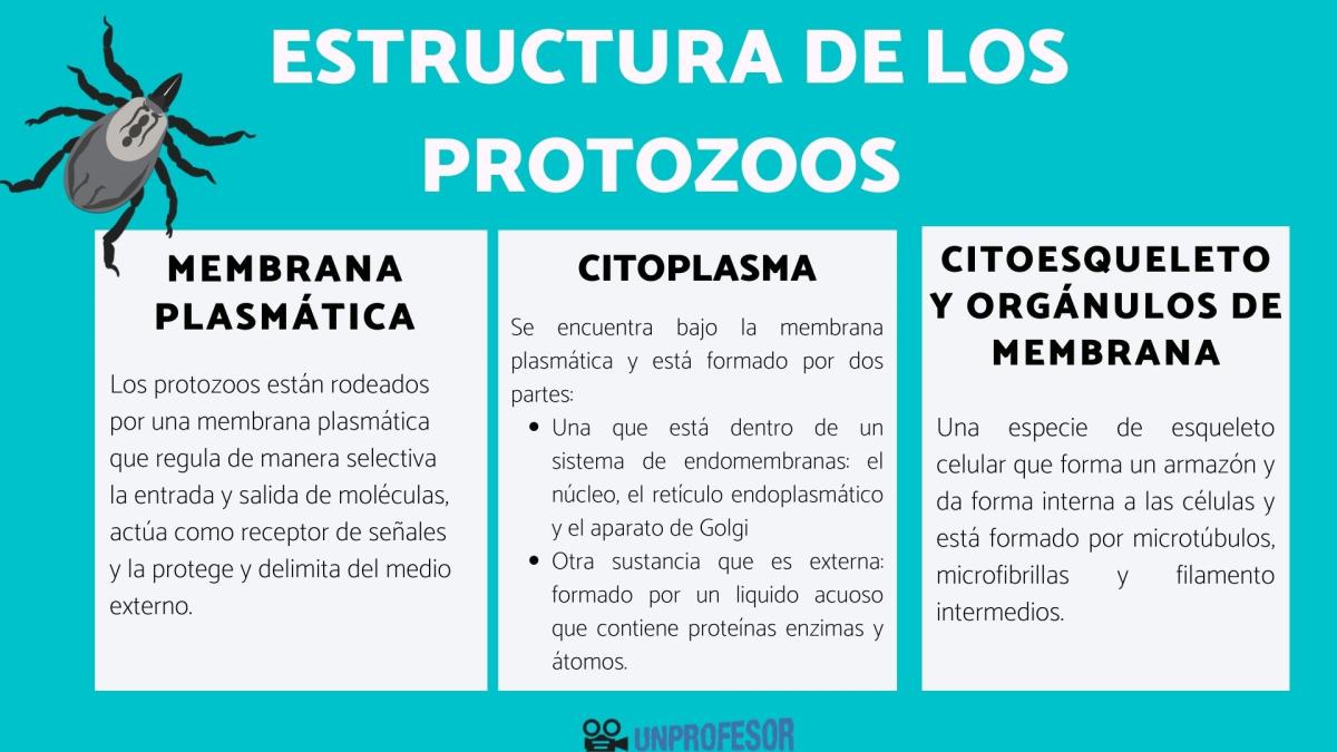 Estructura de los protozoos