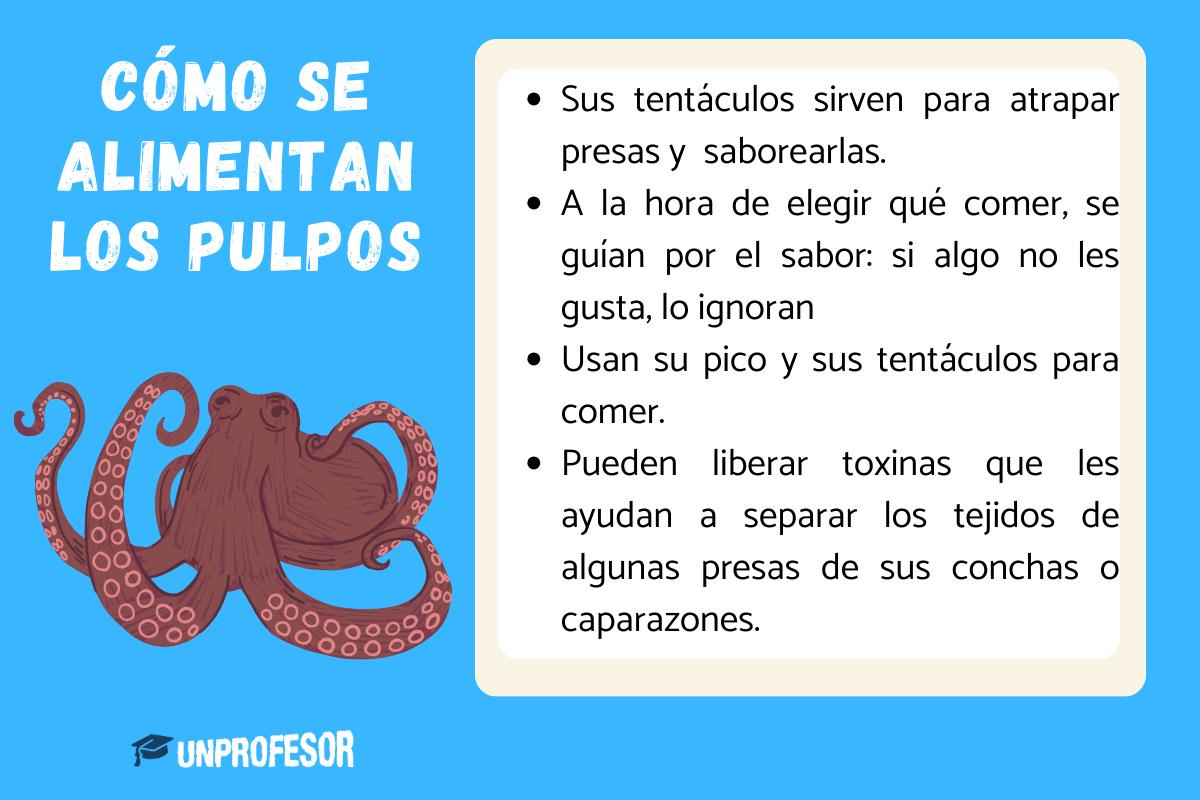 Cómo se alimentan los pulpos