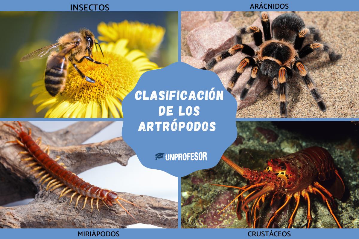 Clasificación de los artrópodos