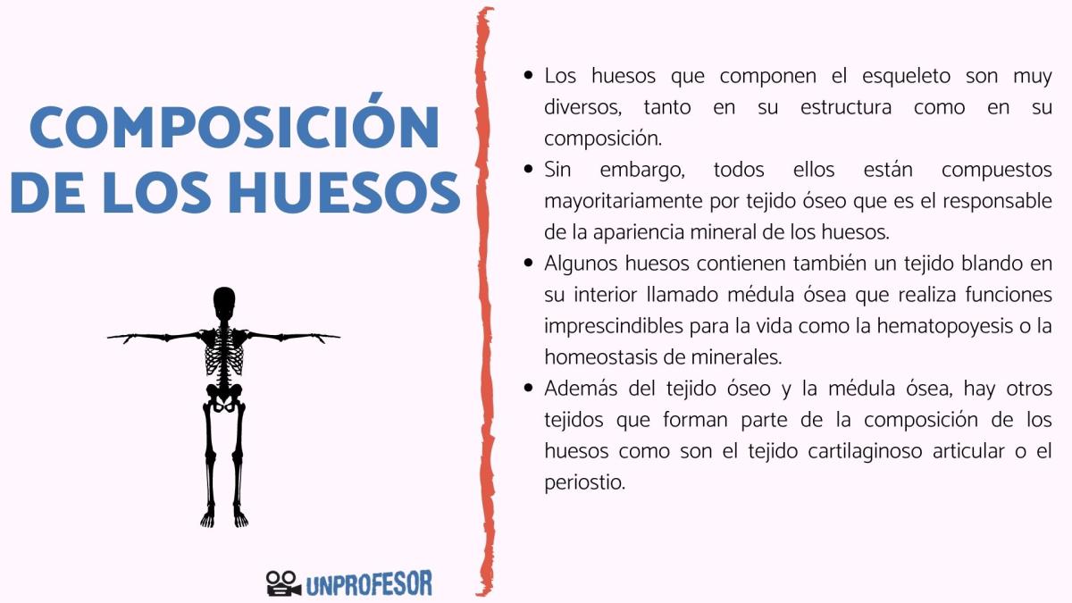 Composición de los huesos