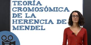 Teoría cromosómica de la herencia de Mendel