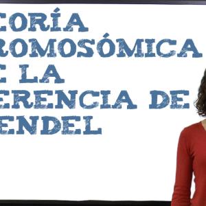 Teoría cromosómica de la herencia de Mendel