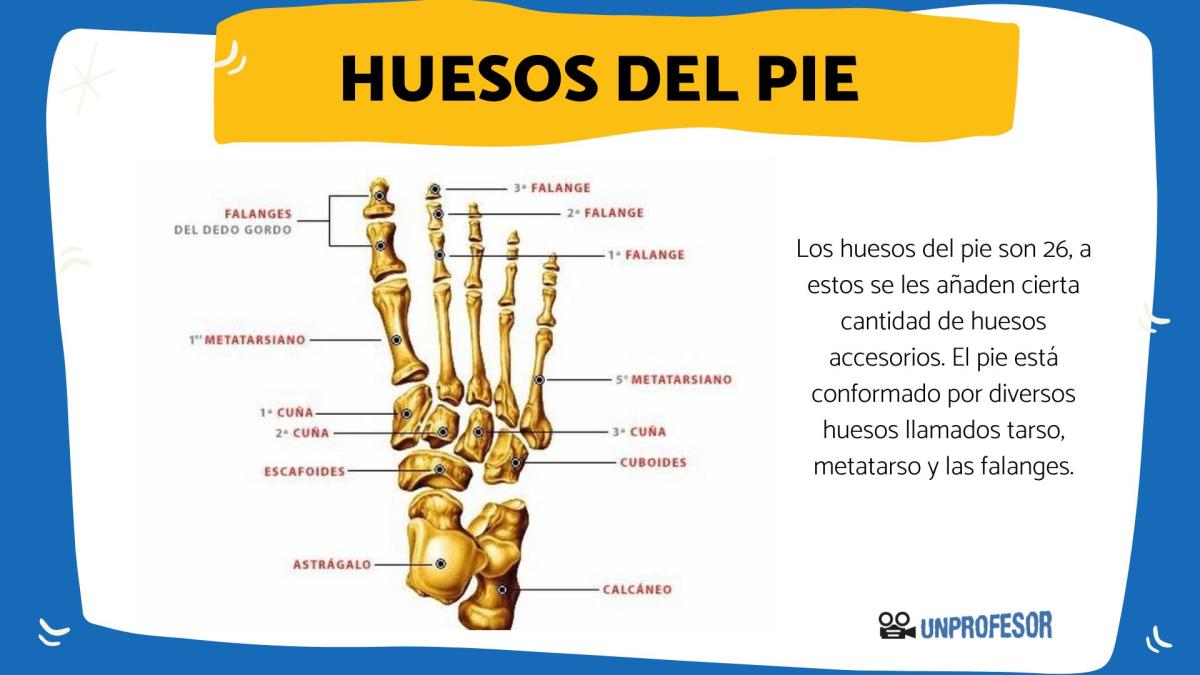 Todos los nombres de los huesos del pie