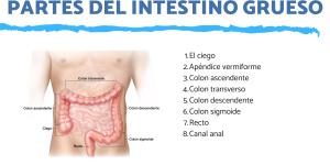Partes del intestino grueso y sus funciones