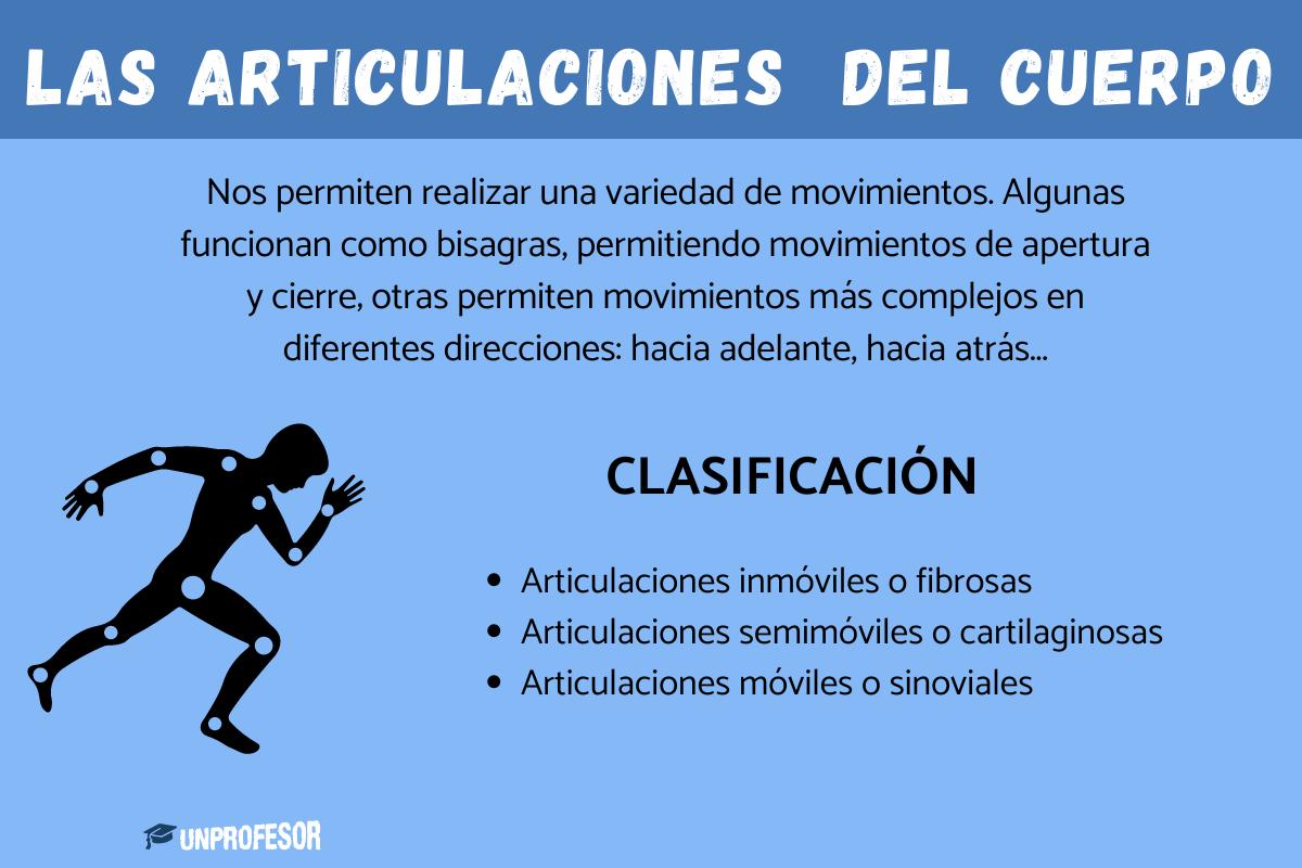 Articulaciones del cuerpo humano: nombres, tipos y movimientos