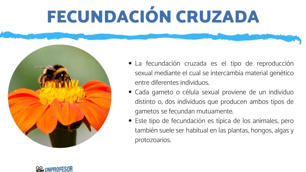 Qué es la fecundación cruzada - con ejemplos