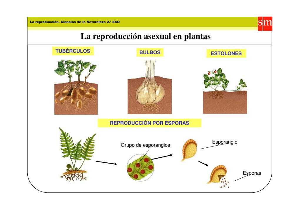 Tipos De Reproducción De Las Plantas ¡resumen Para NiÑos