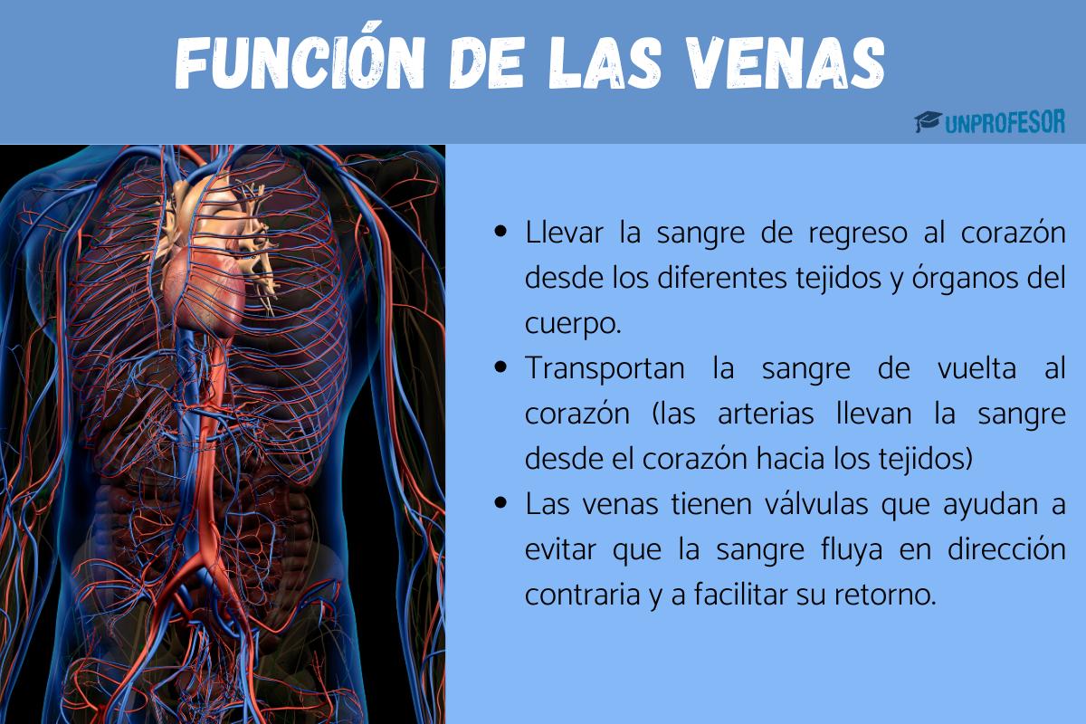 Función de las venas