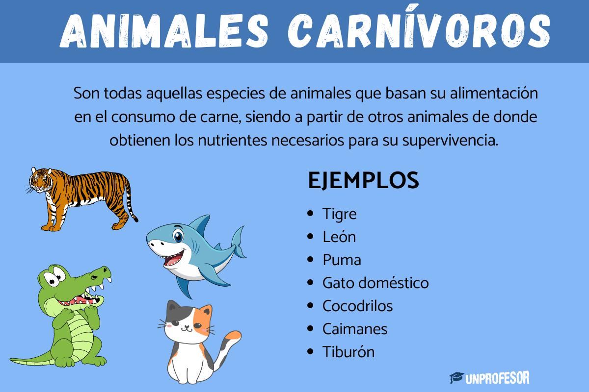 Animales carnívoros: ejemplos y características