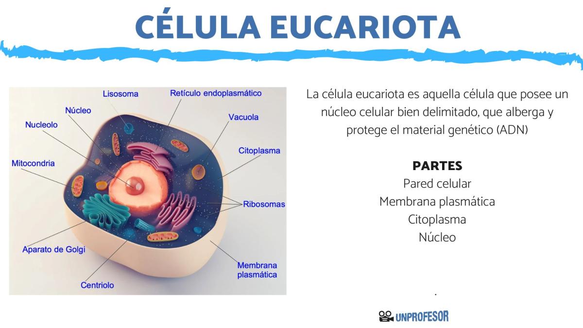 Estructura de la célula eucariota