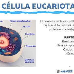 Estructura de la célula eucariota