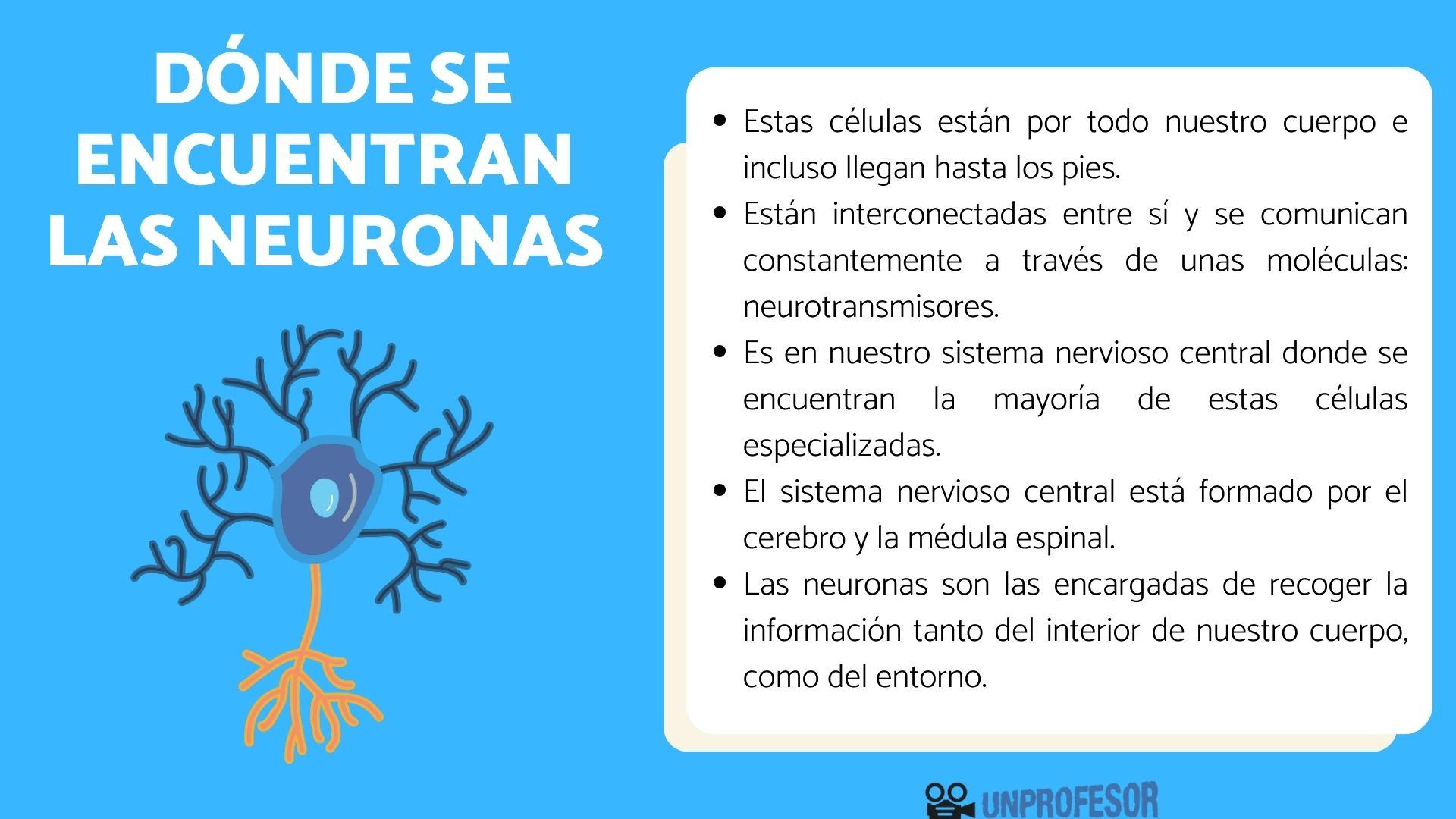 Dónde se encuentran las neuronas