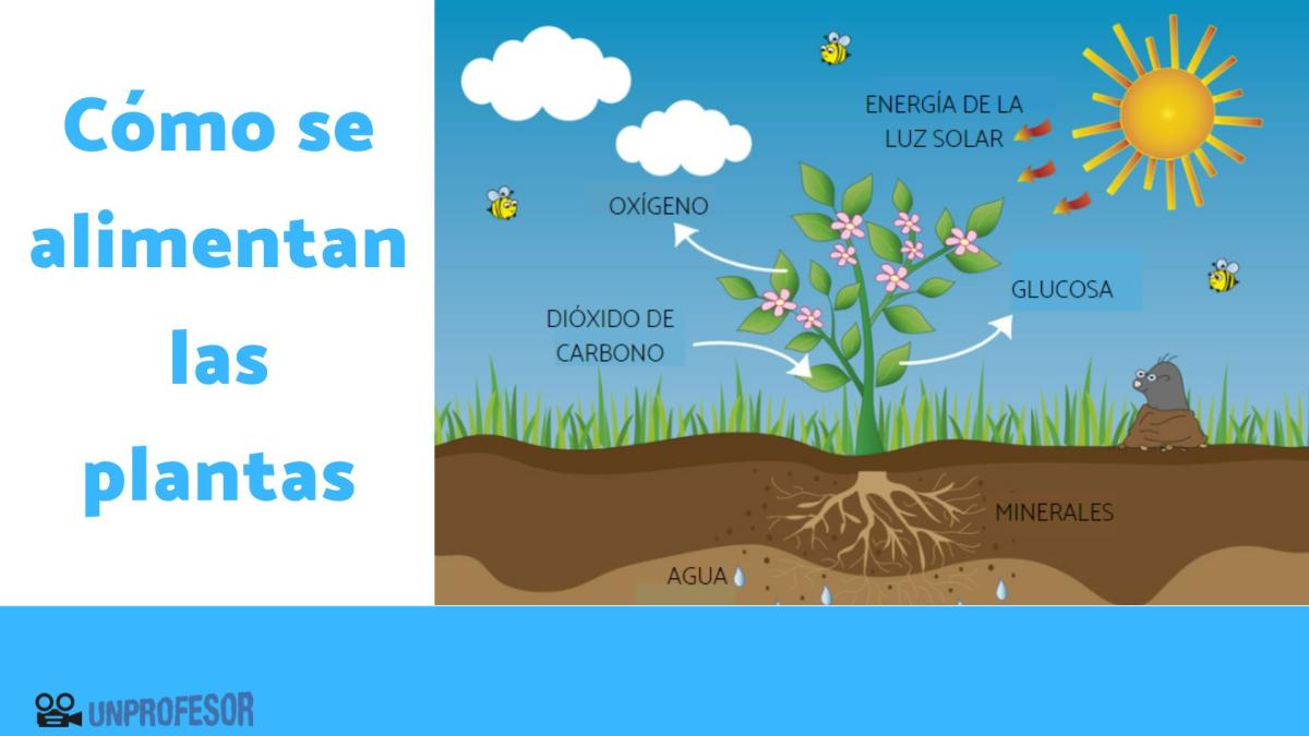 Cómo se alimentan las plantas
