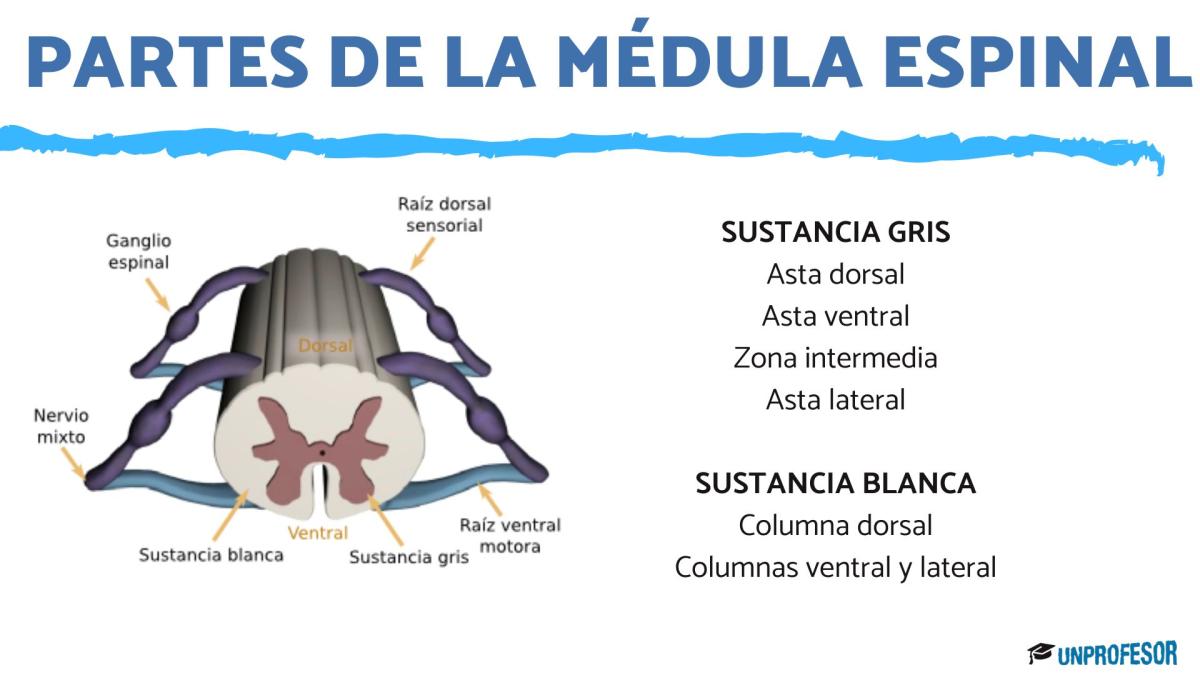 Médula espinal: partes y funciones