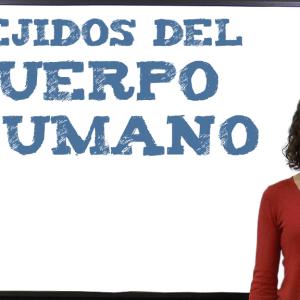 Tejidos del cuerpo humano