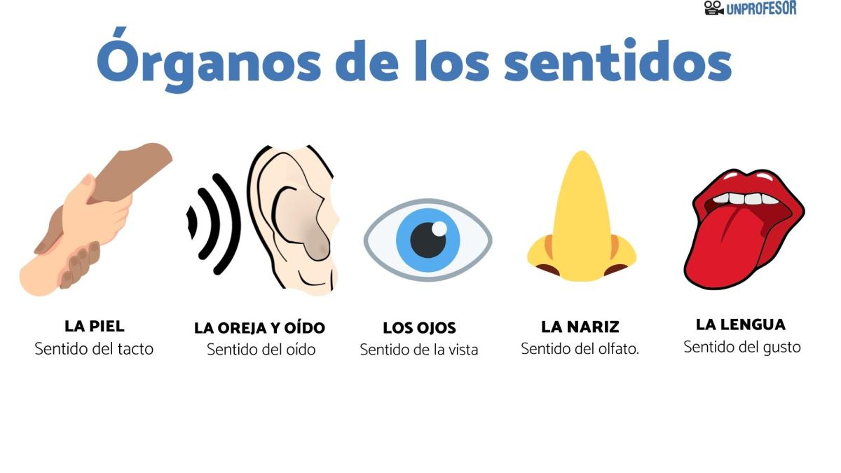 Órganos de los sentidos y sus partes