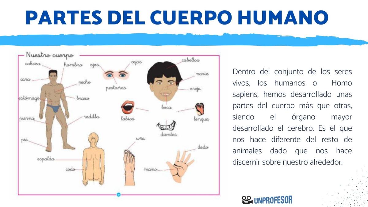 Cuáles son las partes del cuerpo humano