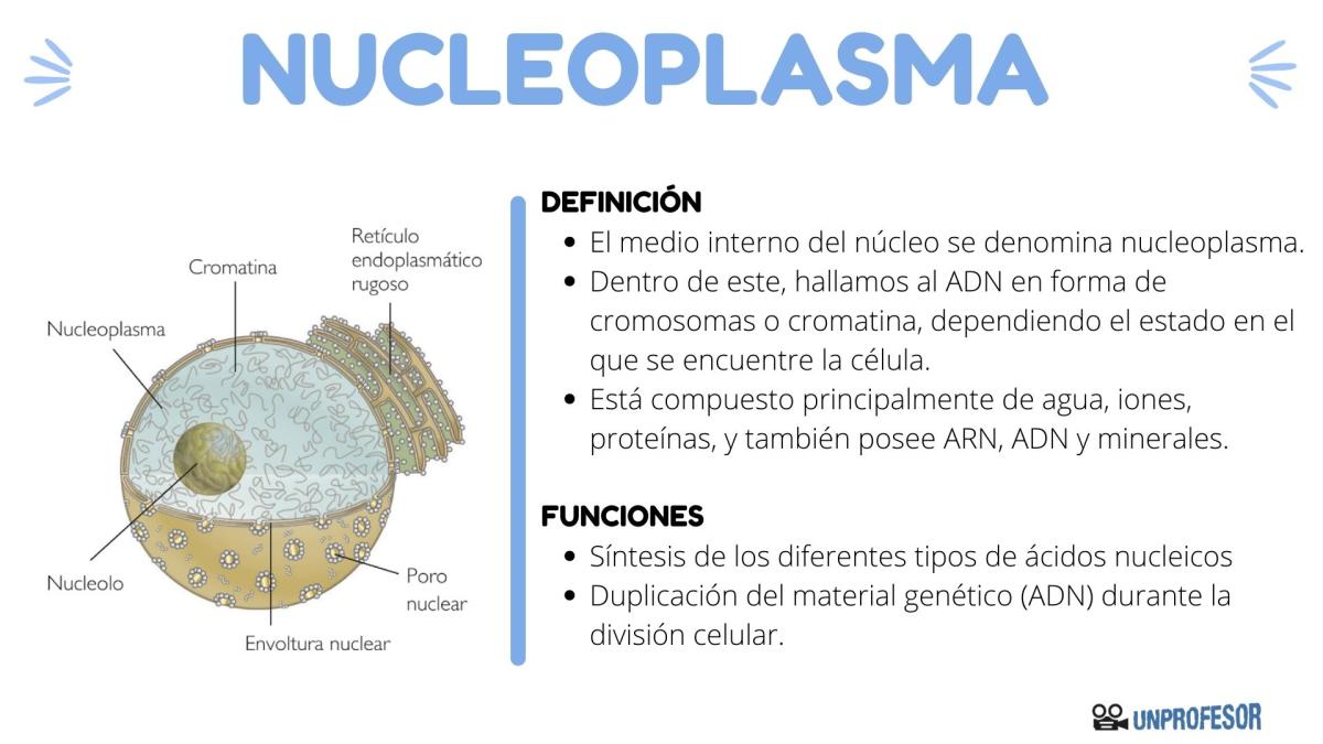 Qué es el nucleoplasma y su función