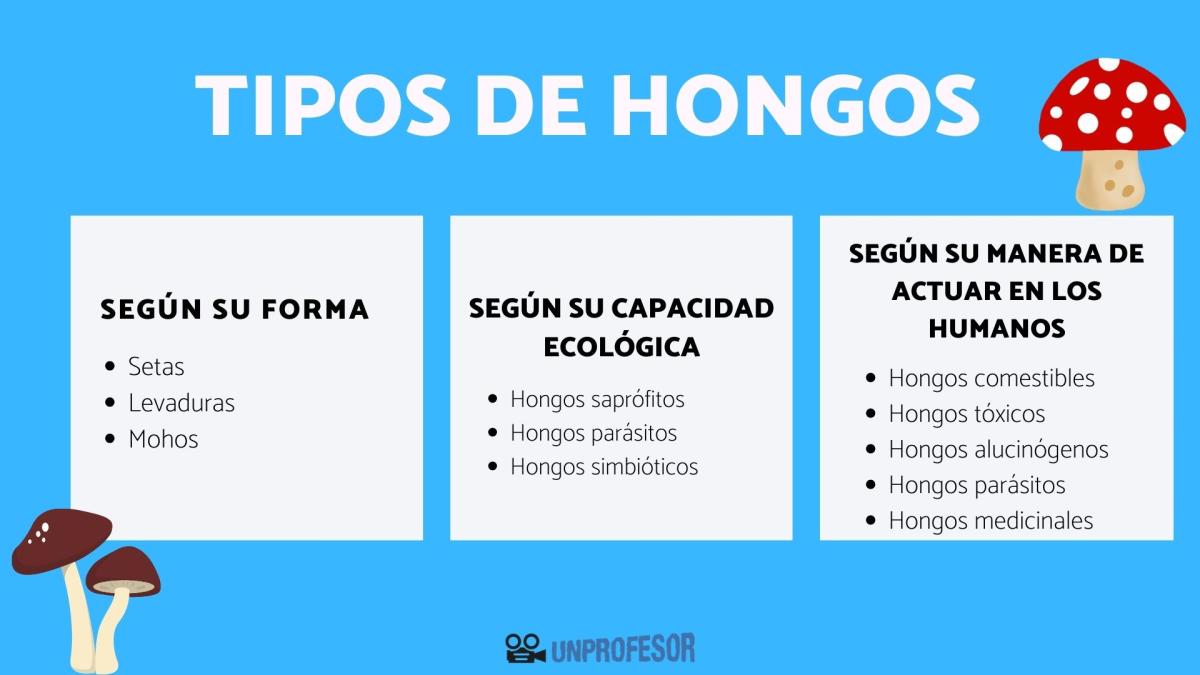 Cuáles son los tipos de hongos que existen