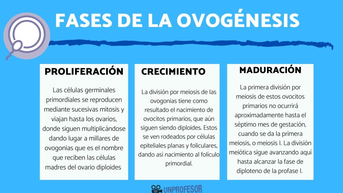 Fases de la ovogénesis