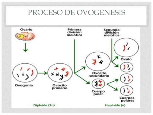 Fases de la OVOGÉNESIS y el proceso completo - RESUMEN