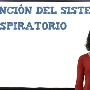 Función del sistema respiratorio