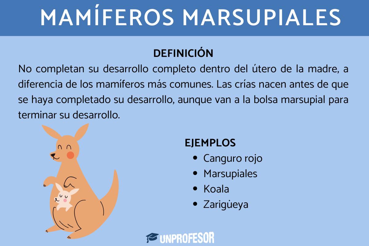 Mamíferos marsupiales - con ejemplos