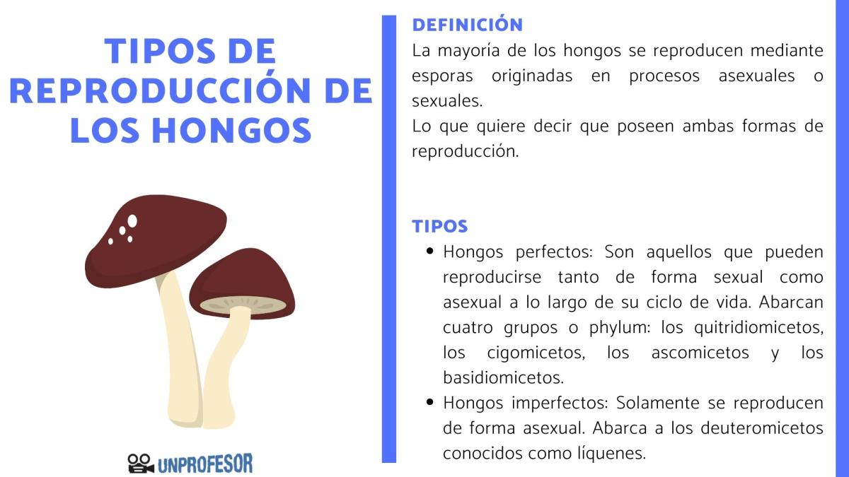 Tipos de reproducción de los hongos