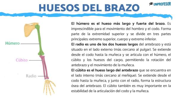 Nombres de los huesos del brazo - Cuáles son los nombres de los huesos del brazo