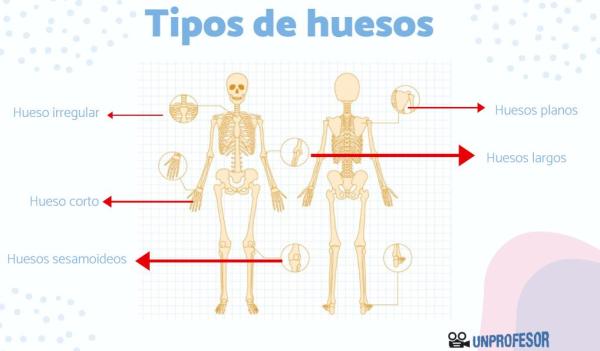 Nombres de los huesos del brazo - El codo es la articulación del brazo