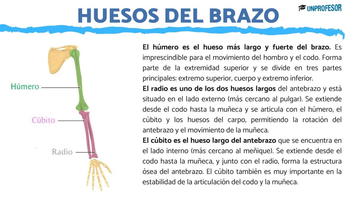 Nombres de los huesos del brazo