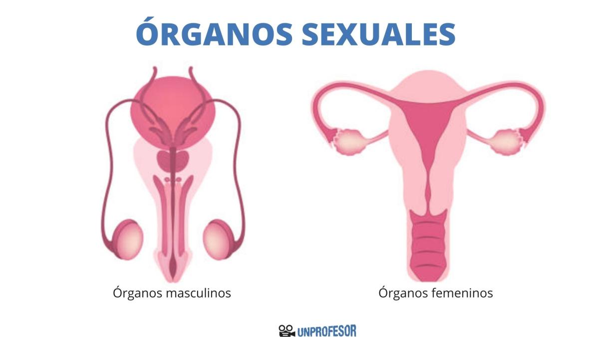 Cuáles son los órganos sexuales