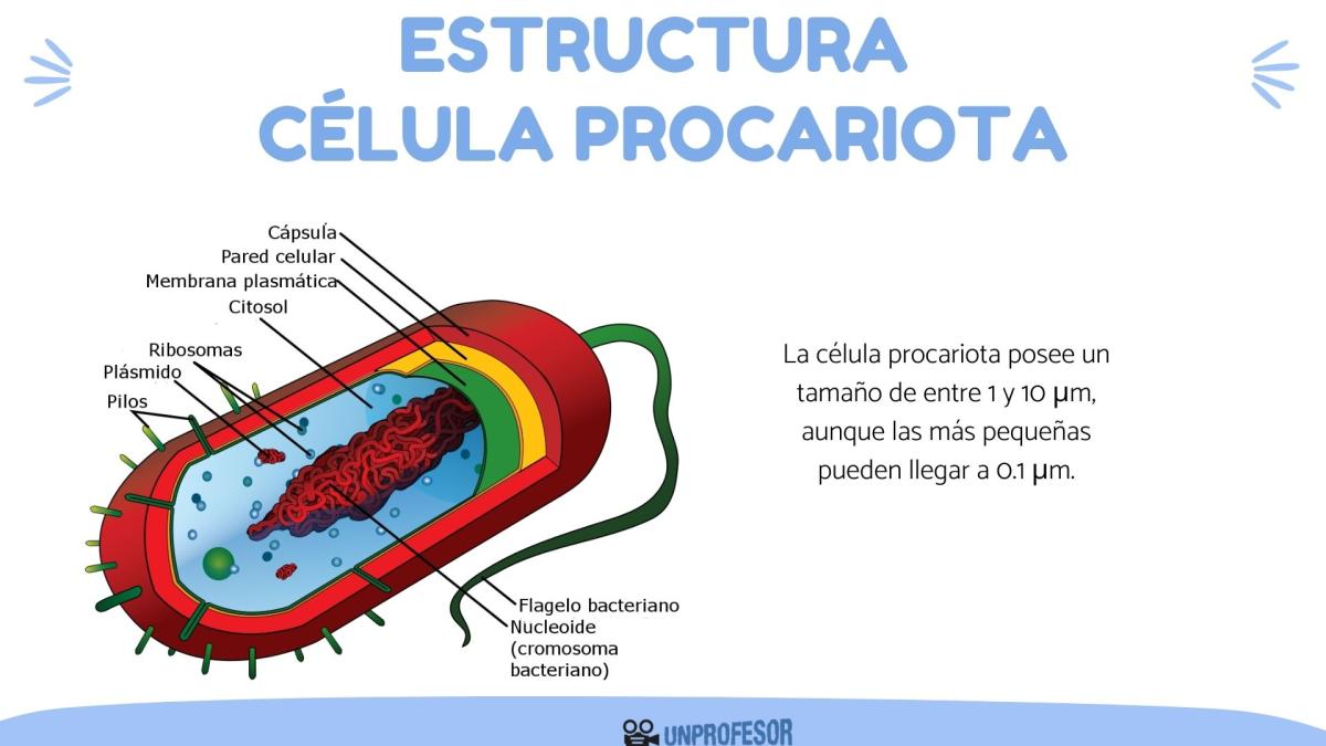Estructura de la célula procariota