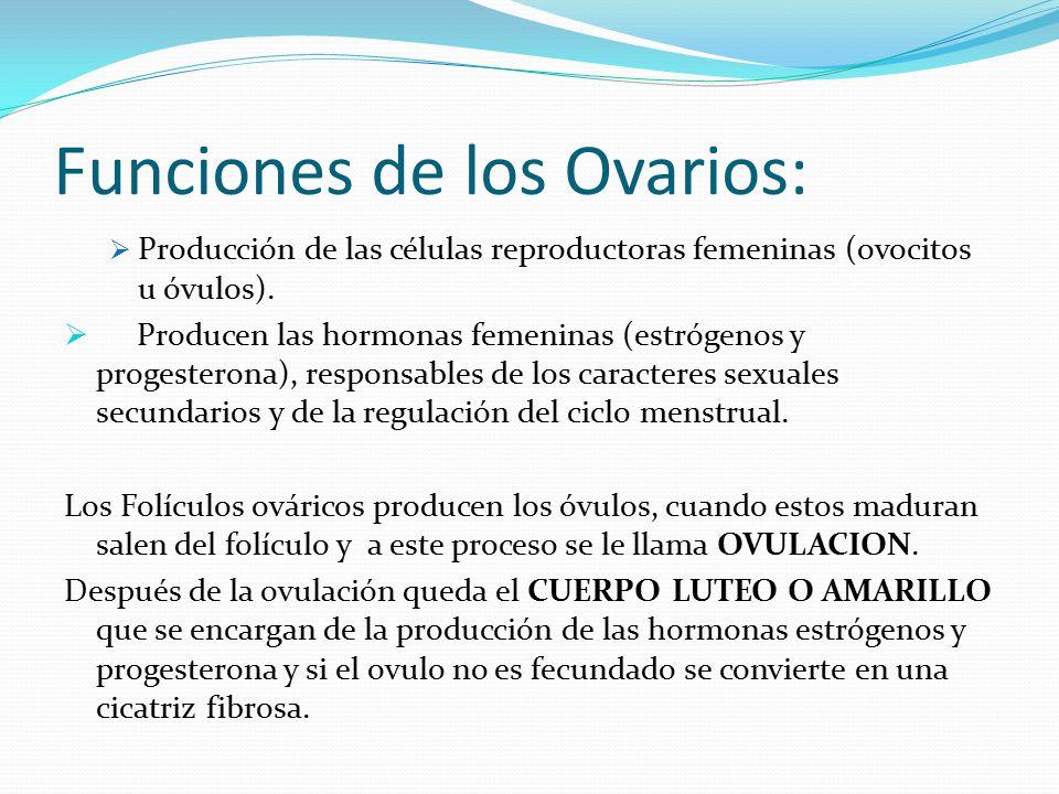 Ovarios: función y características - ¡¡CON IMÁGENES!!